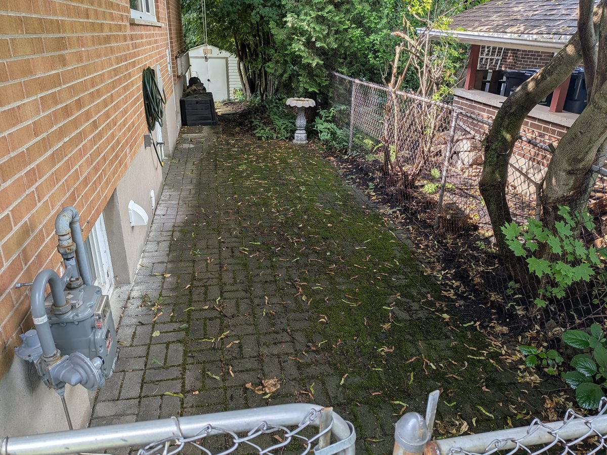 A brick side walkway completely covered in green moss and algae